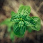 Cvetoča prodaja že na začetku podjetniške poti